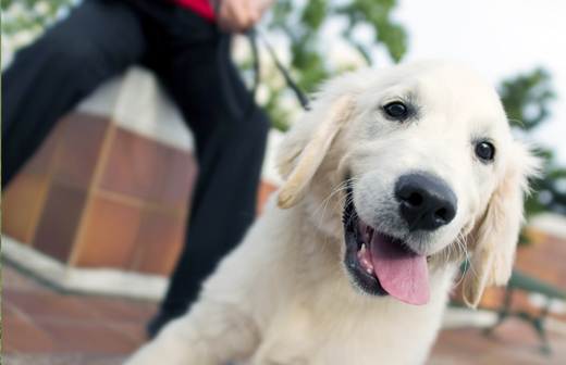 La propret� canine urbaine, un enjeu important dans les villes.
